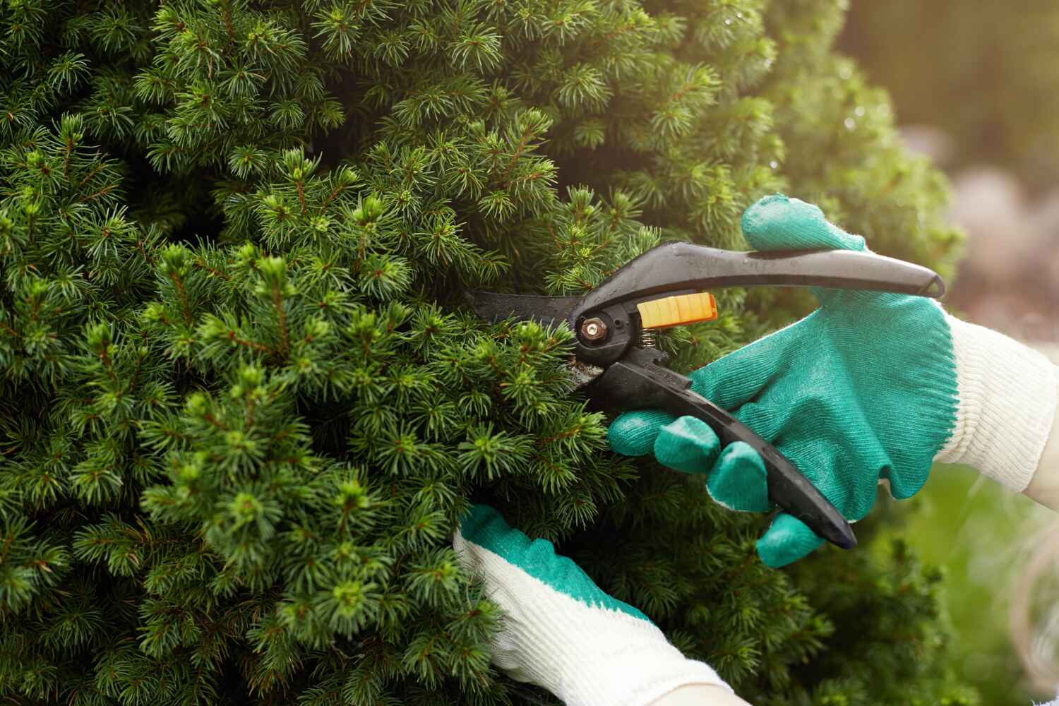  Orida Ridge, FL TreeGuard Tree Service Pros